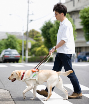 盲導犬