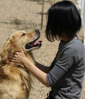 盲導犬